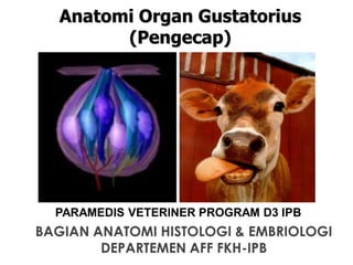 Anatomi Organ Gustatorius
(Pengecap)
PARAMEDIS VETERINER PROGRAM D3 IPB
BAGIAN ANATOMI HISTOLOGI & EMBRIOLOGI
DEPARTEMEN AFF FKH-IPB
 