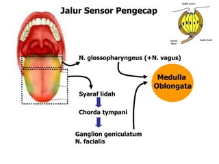 N. glossopharyngeus (+N. vagus)
Syaraf lidah
Ganglion geniculatum
N. facialis
Medulla
Oblongata
Jalur Sensor Pengecap
Chorda tympani
 