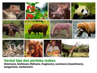 Variasi tipe dan perilaku makan
Omnivore, herbivore (folivore, frugivore), carnivore (insectivore),
sanguivore, nectarivore
 