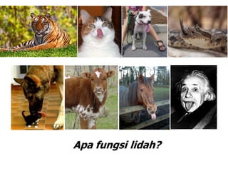 Apa fungsi lidah?
 