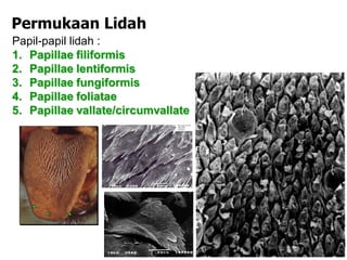 Permukaan Lidah
Papil-papil lidah :
1. Papillae filiformis
2. Papillae lentiformis
3. Papillae fungiformis
4. Papillae foliatae
5. Papillae vallate/circumvallate
 