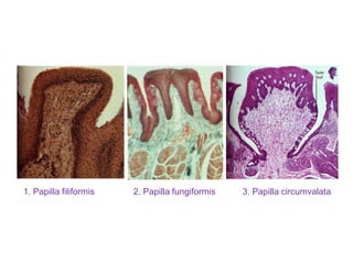 1. Papilla filiformis 2. Papilla fungiformis 3. Papilla circumvalata
 