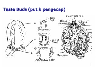 Taste Buds (putik pengecap)
 