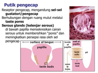 Putik pengecap
Reseptor pengecap, mengandung sel-sel
gustatori/pengecap
Berhubungan dengan ruang mulut melalui
taste pores
Serous glands (kelenjar serous)
di bawah papilla mensekresikan cairan
serous untuk membersihkan “pores” dan
meningkatkan persepsi rasa oleh sel
pengecap
 