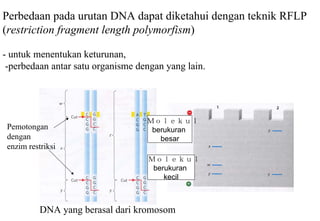 Proses Rflp Kuliah 7 teknologi dna rekombinan | PDF