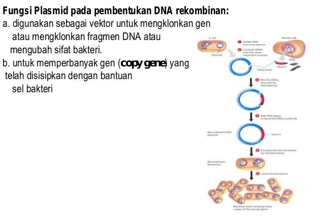 Kuliah 7 teknologi dna rekombinan