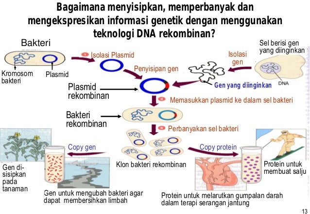 Kuliah 7 teknologi dna rekombinan
