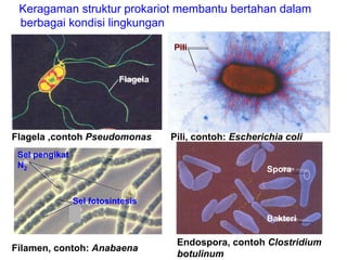 Keragaman struktur prokariot membantu bertahan dalam
 berbagai kondisi lingkungan

                                     Pili
                          Flagella

                           Flagela




Flagela ,contoh Pseudomonas          Pili, contoh: Escherichia coli
 Sel pengikat
 N2                                                       Spora


                Sel fotosintesis
                                                          Bakteri

                                      Endospora, contoh Clostridium
Filamen, contoh: Anabaena
                                      botulinum
 