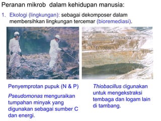 Peranan mikrob dalam kehidupan manusia:
1. Ekologi (lingkungan): sebagai dekomposer dalam
   membersihkan lingkungan tercemar (bioremediasi).




  Penyemprotan pupuk (N & P)       Thiobacillus digunakan
                                   untuk mengekstraksi
  Pseudomonas menguraikan
                                   tembaga dan logam lain
  tumpahan minyak yang
                                   di tambang.
  digunakan sebagai sumber C
  dan energi.
 