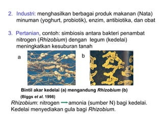 2. Industri: menghasilkan berbagai produk makanan (Nata)
   minuman (yoghurt, probiotik), enzim, antibiotika, dan obat

3. Pertanian, contoh: simbiosis antara bakteri penambat
   nitrogen (Rhizobium) dengan legum (kedelai)
   meningkatkan kesuburan tanah
   a                              b




       Bintil akar kedelai (a) mengandung Rhizobium (b)
     (Biggs et al. 1998)
 Rhizobium: nitrogen  amonia (sumber N) bagi kedelai.
 Kedelai menyediakan gula bagi Rhizobium.
 