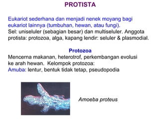 PROTISTA

Eukariot sederhana dan menjadi nenek moyang bagi
eukariot lainnya (tumbuhan, hewan, atau fungi).
Sel: uniseluler (sebagian besar) dan multiseluler. Anggota
protista: protozoa, alga, kapang lendir: seluler & plasmodial.

                          Protozoa
Mencerna makanan, heterotrof, perkembangan evolusi
ke arah hewan. Kelompok protozoa:
Amuba: lentur, bentuk tidak tetap, pseudopodia




                              Amoeba proteus
 