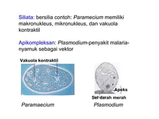 Siliata: bersilia contoh: Paramecium memiliki
makronukleus, mikronukleus, dan vakuola
kontraktil

Apikompleksan: Plasmodium-penyakit malaria-
nyamuk sebagai vektor

Vakuola kontraktil




                                        Apeks
                               Sel darah merah
 Paramaecium                    Plasmodium
 