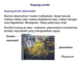 Kapang Lendir

Kapang lendir plasmodial
Bentuk plasmodium: bukan multiseluler, tetapi banyak
nukleus dalam satu massa sitoplasma (sel), makan dengan
cara fagositosis. Berpigmen, hidup pada kayu mati.
Kondisi kurang air atau makanan, plasmodium membentuk
struktur reproduktif yang menghasilkan spora.
 Struktur
 reproduktif


                                         plasmodium



                                          Physarum
 