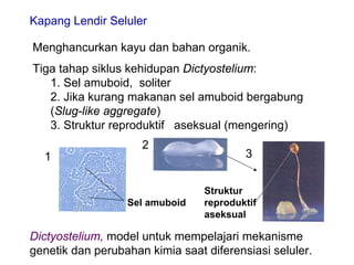 Kapang Lendir Seluler

Menghancurkan kayu dan bahan organik.
Tiga tahap siklus kehidupan Dictyostelium:
   1. Sel amuboid, soliter
   2. Jika kurang makanan sel amuboid bergabung
   (Slug-like aggregate)
   3. Struktur reproduktif aseksual (mengering)
                     2
  1                                      3


                                 Struktur
                  Sel amuboid    reproduktif
                                 aseksual

Dictyostelium, model untuk mempelajari mekanisme
genetik dan perubahan kimia saat diferensiasi seluler.
 