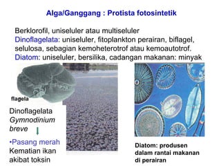 Alga/Ganggang : Protista fotosintetik

 Berklorofil, uniseluler atau multiseluler
 Dinoflagelata: uniseluler, fitoplankton perairan, biflagel,
 selulosa, sebagian kemoheterotrof atau kemoautotrof.
 Diatom: uniseluler, bersilika, cadangan makanan: minyak



                    Gymnodinium breve,
flagela             dinoflagelata penyebab
                    pasang merah (red tide)
Dinoflagelata
Gymnodinium
breve
•Pasang merah                          Diatom: produsen
Kematian ikan                        Diatom
                                       dalam rantai makanan
akibat toksin                          di perairan
 