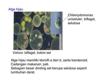 Alga hijau
                                         Chlamydomonas
                                         uniseluler, biflagel,
                                         selulosa




  Volvox: biflagel, koloni sel

 Alga hijau memiliki klorofil a dan b, serta karotenoid.
 Cadangan makanan: pati.
 Sebagian besar dinding sel berupa selulosa seperti
 tumbuhan darat.
 