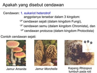 Apakah yang disebut cendawan
 Cendawan: 1. eukariot heterotrof
              anggotanya tersebar dalam 3 kingdom:
             cendawan sejati (dalam kingdom Fungi),
             cendawan semu (dalam kingdom Chromista), dan
              cendawan protozoa (dalam kingdom Protoctista)
Contoh cendawan sejati:




   Jamur Amanita      Jamur Morchella    Kapang Rhizopus
                                         tumbuh pada roti
 