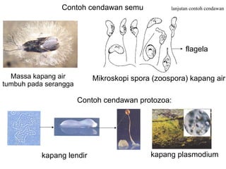 Contoh cendawan semu             lanjutan contoh cendawan




                                                       flagela


  Massa kapang air         Mikroskopi spora (zoospora) kapang air
tumbuh pada serangga

                       Contoh cendawan protozoa:




           kapang lendir                   kapang plasmodium
 