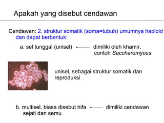 Apakah yang disebut cendawan

Cendawan: 2. struktur somatik (soma=tubuh) umumnya haploid
  dan dapat berbentuk:
    a. sel tunggal (unisel)         dimiliki oleh khamir,
                                    contoh Saccharomyces


                   unisel, sebagai struktur somatik dan
                   reproduksi




  b. multisel, biasa disebut hifa       dimiliki cendawan
     sejati dan semu
 