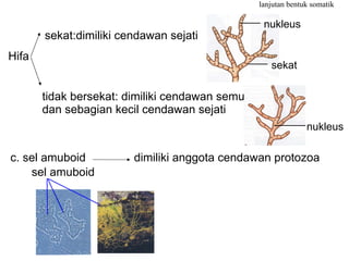lanjutan bentuk somatik

                                                 nukleus
       sekat:dimiliki cendawan sejati
Hifa
                                                   sekat

       tidak bersekat: dimiliki cendawan semu
       dan sebagian kecil cendawan sejati
                                                              nukleus

c. sel amuboid          dimiliki anggota cendawan protozoa
    sel amuboid
 