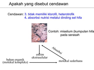 Apakah yang disebut cendawan

   Cendawan: 3. tidak memiliki klorofil, heterotrofik
             4. absorbsi nutrisi melalui dinding sel hifa



                                     Contoh: miselium (kumpulan hifa
                                             pada serasah


                                       Ab
                                         so
                                              rbs
                                                    i
                        enzim
                     ekstraselular
  bahan organik                                molekul sederhana
(molekul kompleks)
 