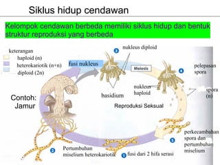 Siklus hidup cendawan
Kelompok cendawan berbeda memiliki siklus hidup dan bentuk
struktur reproduksi yang berbeda
                                                     nukleus diploid
 keterangan
     haploid (n)
    heterokariotik (n+n)     fusi nukleus                                           pelepasan
     diploid (2n)                                                                   spora

                                                          nukleus
                                                                                         spora
                                            basidium      haploid
 Contoh:                                                                                 (n)
  Jamur                                          Reproduksi Seksual



                                                                                 perkecambahan
                                                                                 spora dan
                                                                                 pertumbuhan
                           Pertumbuhan                                           miselium
                           miselium heterokariotik     fusi dari 2 hifa serasi
 