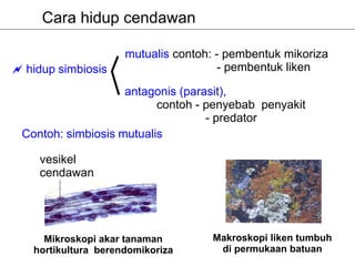 Cara hidup cendawan

                    mutualis contoh: - pembentuk mikoriza
hidup simbiosis                       - pembentuk liken

                   antagonis (parasit),
                         contoh - penyebab penyakit
                                  - predator
Contoh: simbiosis mutualis

   vesikel
   cendawan




    Mikroskopi akar tanaman        Makroskopi liken tumbuh
  hortikultura berendomikoriza      di permukaan batuan
 