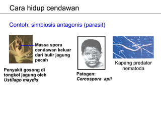 Cara hidup cendawan

  Contoh: simbiosis antagonis (parasit)


             Massa spora
             cendawan keluar
             dari bulir jagung
             pecah
                                                   Kapang predator
Penyakit gosong di                                   nematoda
tongkol jagung oleh              Patogen:
Ustilago maydis                  Cercospora apii
 