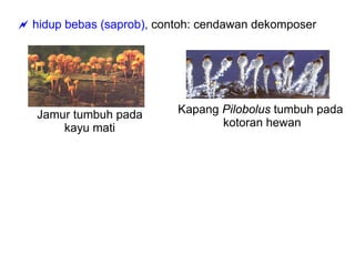 hidup bebas (saprob), contoh: cendawan dekomposer




Jamur tumbuh pada        Kapang Pilobolus tumbuh pada
    kayu mati                   kotoran hewan
 