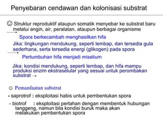 Penyebaran cendawan dan kolonisasi substrat

☺Struktur reproduktif ataupun somatik menyebar ke substrat baru
   melalui angin, air, peralatan, ataupun berbagai organisme
      Spora berkecambah menghasilkan hifa
   Jika: lingkungan mendukung, seperti lembap, dan tersedia gula
   sederhana, serta tersedia energi (glikogen) pada spora
       Pertumbuhan hifa menjadi miselium
   Jika: kondisi mendukung, seperti lembap, dan hifa mampu
   produksi enzim ekstraselular yang sesuai untuk perombakan
   substrat

 ☺ Pemanfaatan substrat
 - saprotrof : eksploitasi habis untuk pembentukan spora
 - biotrof : eksploitasi perlahan dengan membentuk hubungan
    langgeng, namun bila kondisi buruk maka akan
    melakukan pembentukan spora
 