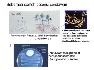 Beberapa contoh potensi cendawan

1.    (Starr 1997)

                     a                b


                                                Makroskopi akar tanaman
                                                berektomikoriza (perca-
     Pertumbuhan Pinus: a. tidak bermikoriza,   (bangan akar dikotomi
                       b. bermikoriza           dan rambut akar
                                                diselimuti hifa cendawan)
     2.

                                    Penicillium menghambat
                                    pertumbuhan bakteri
                                    Staphylococcus aureus
 