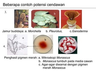 Beberapa contoh potensi cendawan
                                    b
 3.                a                b           c
           a                            b                c




Jamur budidaya: a. Morchella    b. Pleurotus,       c.Ganoderma

               a                            c
                               bb

4.


 Penghasil pigmen merah: a. Mikroskopi Monascus
                         b. Monascus tumbuh pada media cawan
                         c. Agar-agar diwarnai dengan pigmen
                             merah Monascus
 