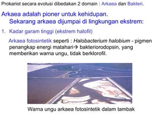 Prokariot secara evolusi dibedakan 2 domain : Arkaea dan Bakteri.

Arkaea adalah pioner untuk kehidupan.
   Sekarang arkaea dijumpai di lingkungan ekstrem:
1. Kadar garam tinggi (ekstrem halofil)
   Arkaea fotosintetik seperti : Halobacterium halobium - pigmen
   penangkap energi matahari bakteriorodopsin, yang
   memberikan warna ungu, tidak berklorofil.




           Warna ungu arkaea fotosintetik dalam tambak
 