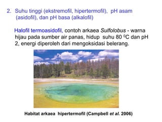 2. Suhu tinggi (ekstremofil, hipertermofil), pH asam
   (asidofil), dan pH basa (alkalofil)

   Halofil termoasidofil, contoh arkaea Sulfolobus - warna
   hijau pada sumber air panas, hidup suhu 80 0C dan pH
   2, energi diperoleh dari mengoksidasi belerang.




       Habitat arkaea hipertermofil (Campbell et al. 2006)
 