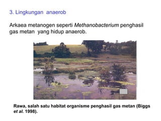 3. Lingkungan anaerob

Arkaea metanogen seperti Methanobacterium penghasil
gas metan yang hidup anaerob.




 Rawa, salah satu habitat organisme penghasil gas metan (Biggs
 et al. 1998).
 