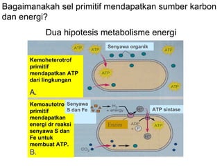 Bagaimanakah sel primitif mendapatkan sumber karbon
dan energi?
           Dua hipotesis metabolisme energi
                               Senyawa organik

      Kemoheterotrof
      primitif
      mendapatkan ATP
      dari lingkungan

      A.
      Kemoautotrof Senyawa
      primitif      S dan Fe                     ATP sintase
      mendapatkan
      energi dr reaksi         Enzim
      senyawa S dan
      Fe untuk
      membuat ATP.
      B.
 