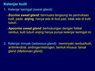 Kelenjar kulit
1. Kelenjar keringat (sweat gland):
- Eccrine sweat gland; bermuara langsung ke permukaan
kulit, pada anjing hanya ada di foot pad, tidak ada di kulit
tubuh.
- Apocrine sweat gland: berhubungan dengan folikel
rambut, kulit tubuh anjing hanya punya kelenjar keringat ini.
2. Kelenjar minyak (sebaceus gland): meminyaki rambut/kulit,
antimikrobial, androgen/estrogen, bentuk khusus: tarsal
gland (Meibonian gland).
 