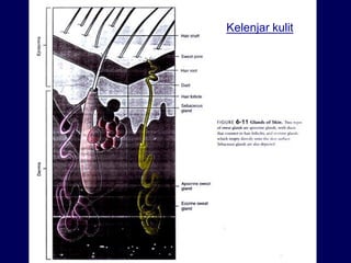 Kelenjar kulit
 
