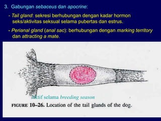 Aktif selama breeding season
3. Gabungan sebaceus dan apocrine:
- Tail gland: sekresi berhubungan dengan kadar hormon
seks/aktivitas seksual selama pubertas dan estrus.
- Perianal gland (anal sac): berhubungan dengan marking territory
dan attracting a mate.
 