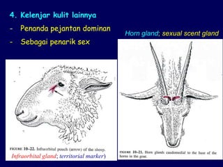 4. Kelenjar kulit lainnya
- Penanda pejantan dominan
- Sebagai penarik sex
Horn gland; sexual scent gland
Infraorbital gland; territorial marker)
 