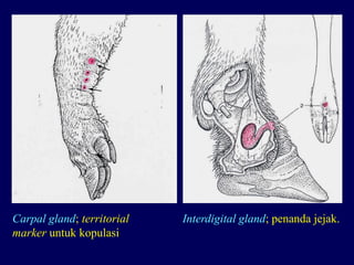 Carpal gland; territorial
marker untuk kopulasi
Interdigital gland; penanda jejak.
 