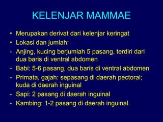 KELENJAR MAMMAE
• Merupakan derivat dari kelenjar keringat
• Lokasi dan jumlah:
- Anjing, kucing berjumlah 5 pasang, terdiri dari
dua baris di ventral abdomen
- Babi: 5-6 pasang, dua baris di ventral abdomen
- Primata, gajah: sepasang di daerah pectoral;
kuda di daerah inguinal
- Sapi: 2 pasang di daerah inguinal
- Kambing: 1-2 pasang di daerah inguinal.
 