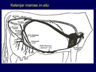 Kelenjar mamae in-situ
 