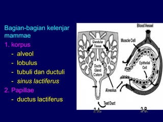 Bagian-bagian kelenjar
mammae
1. korpus
- alveol
- lobulus
- tubuli dan ductuli
- sinus lactiferus
2. Papillae :
- ductus lactiferus
 