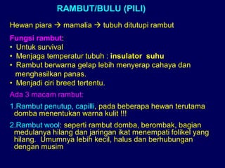 RAMBUT/BULU (PILI)
Hewan piara  mamalia  tubuh ditutupi rambut
Fungsi rambut:
• Untuk survival
• Menjaga temperatur tubuh : insulator suhu
• Rambut berwarna gelap lebih menyerap cahaya dan
menghasilkan panas.
• Menjadi ciri breed tertentu.
Ada 3 macam rambut:
1.Rambut penutup, capilli, pada beberapa hewan terutama
domba menentukan warna kulit !!!
2.Rambut wool: seperti rambut domba, berombak, bagian
medulanya hilang dan jaringan ikat menempati folikel yang
hilang. Umumnya lebih kecil, halus dan berhubungan
dengan musim
 