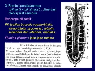 3. Rambut peraba/perasa
(pili tactil = pili sinuosi) : diinervasi
oleh syaraf sensoris
Beberapa pili tactil:
Pili tactiles buccalis supraorbitalis,
infraorbitalis, zygomatici, labialis
superioris dan inferioris, mentalis.
Flumina pilorum : jalur-jalur rambut
Vortices pilorum : pusaran rambut
 