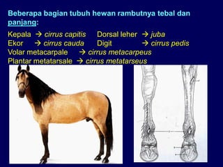 Beberapa bagian tubuh hewan rambutnya tebal dan
panjang:
Kepala  cirrus capitis Dorsal leher  juba
Ekor  cirrus cauda Digit  cirrus pedis
Volar metacarpale  cirrus metacarpeus
Plantar metatarsale  cirrus metatarseus
 