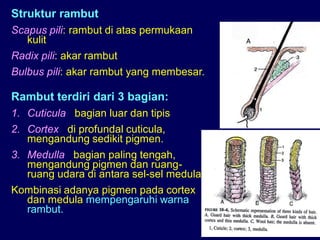 Struktur rambut
Scapus pili: rambut di atas permukaan
kulit
Radix pili: akar rambut
Bulbus pili: akar rambut yang membesar.
Rambut terdiri dari 3 bagian:
1. Cuticula : bagian luar dan tipis
2. Cortex : di profundal cuticula,
mengandung sedikit pigmen.
3. Medulla : bagian paling tengah,
mengandung pigmen dan ruang-
ruang udara di antara sel-sel medula.
Kombinasi adanya pigmen pada cortex
dan medula mempengaruhi warna
rambut.
 