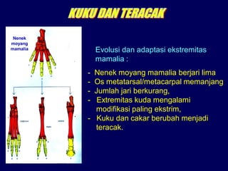 Nenek
moyang
mamalia Evolusi dan adaptasi ekstremitas
mamalia :
- Nenek moyang mamalia berjari lima
- Os metatarsal/metacarpal memanjang
- Jumlah jari berkurang,
- Extremitas kuda mengalami
modifikasi paling ekstrim,
- Kuku dan cakar berubah menjadi
teracak.
 