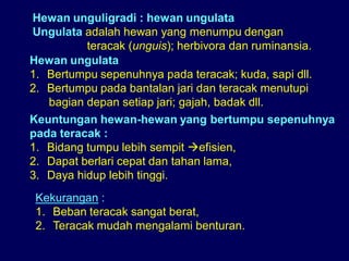 Hewan ungulata
1. Bertumpu sepenuhnya pada teracak; kuda, sapi dll.
2. Bertumpu pada bantalan jari dan teracak menutupi
bagian depan setiap jari; gajah, badak dll.
Hewan unguligradi : hewan ungulata
Ungulata adalah hewan yang menumpu dengan
teracak (unguis); herbivora dan ruminansia.
Keuntungan hewan-hewan yang bertumpu sepenuhnya
pada teracak :
1. Bidang tumpu lebih sempit efisien,
2. Dapat berlari cepat dan tahan lama,
3. Daya hidup lebih tinggi.
Kekurangan :
1. Beban teracak sangat berat,
2. Teracak mudah mengalami benturan.
 